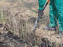 Более 5 тыс деревьев высадят осенью на видовых пространствах и у магистралей Москвы