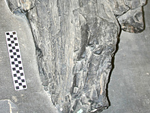 Таинственные гиганты древнего мира озадачили ученых