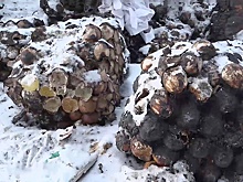 РЭО: Организатору свалки куриных яиц в Омске грозит штраф до 400 тысяч рублей