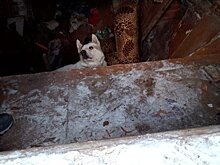 В Яранском районе спасли собаку, которая провалилась под пол в сгоревшем доме