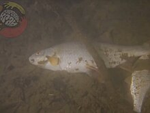 Хинштейн прокомментировал сообщения о загрязнении реки Сейм