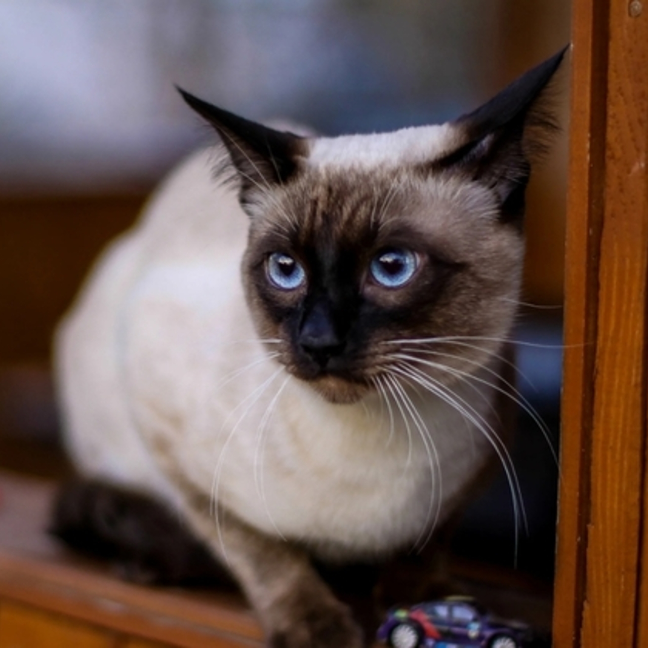 Тайская кошка — описание породы с фото и особенности ухода - Рамблер/женский