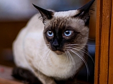Тайская кошка — описание породы с фото и особенности ухода