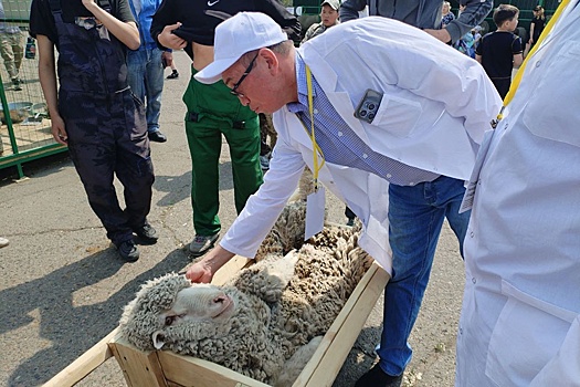 В Чите на площади Революции организовали выставку овец и коз