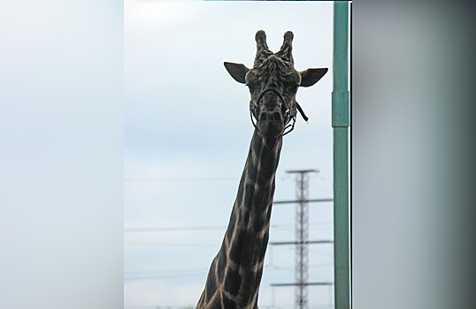 Еще один жираф поселился в нижегородском зоопарке