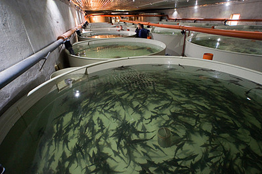 Объем поддержки предприятий по выращиванию рыбы в Подмосковье увеличили в 2020 году