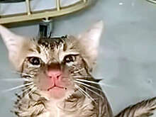 SCMP: в Китае хозяйка нашла своего кота в работающей стиральной машине