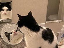 Кошка, смотрящая в два зеркала, поразила Сеть