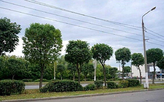 В Магнитогорске фигурно обрезают деревья и кустарники