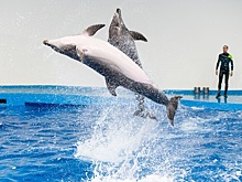 5 вечеров в Екатеринбурге: когда смотреть на дельфинов и где встретиться с космонавтом