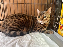 Ветеринары спасли кота, который едва не проглотил иголку с ниткой, на Бору
