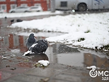 Морозов не видно: тёплая погода в Омске продолжится