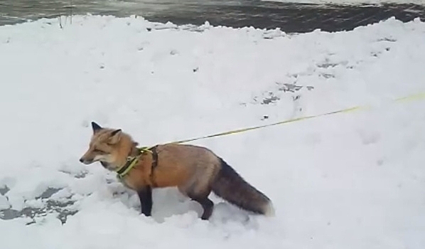В центре Воронежа сняли на видео, как лиса резвилась в снегу возле театра