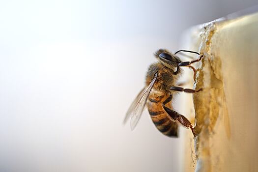 Всемирный день пчел: факты о трудолюбивых насекомых