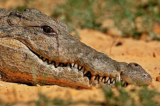 Могут ли крокодилы на самом деле плакать