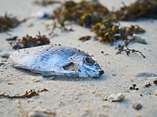 В районе Тольятти зафиксирован массовый замор рыбы