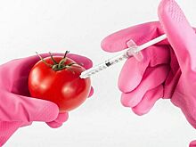 ГМО предложили разделить на вредные и полезные