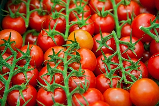 Правильно подобранные растения-компаньоны помогут защитить помидоры