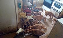 В хабаровской квартире осиротели 25 кошек и котов