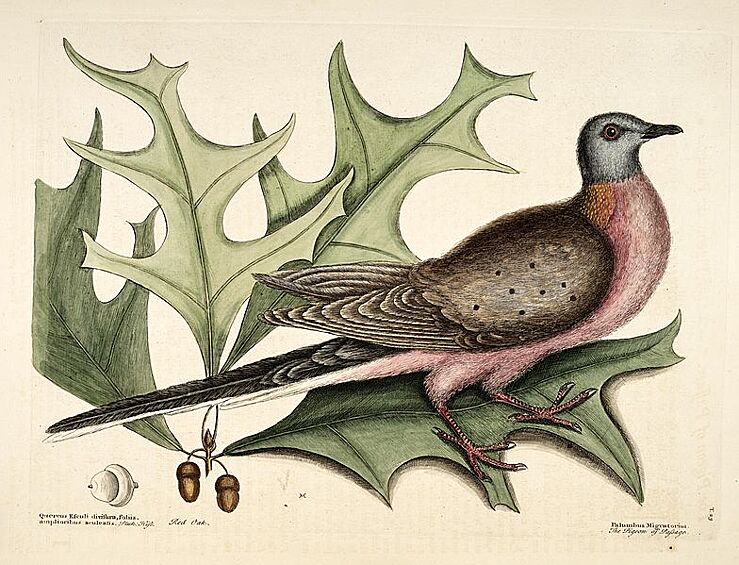 Популяция странствующего голубя до XIX века равнялась 5 млрд особей. Из-за активной на него охоты в Канаде и США к 1914 году птицы вымерли. 