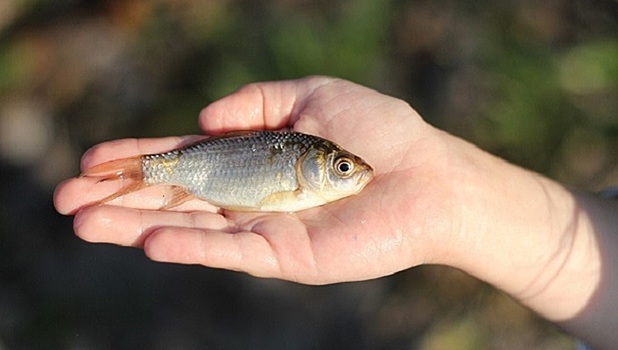 В московском пруду массово гибнет рыба