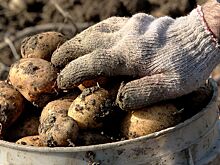 ФАС проверит взлетевшие цены на картофель