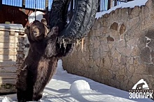 В Челябинском зоопарке проснулся бурый медведь Малыш