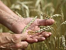 Доходы России от продажи продовольствия подсчитали