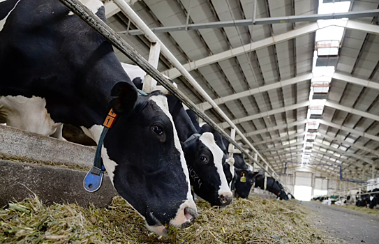 Фермеры Херсонской области решили поставлять продукцию в Москву и Петербург