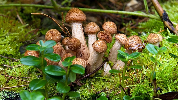 Поход за грибами может закончиться отравлением или потерей в лесу