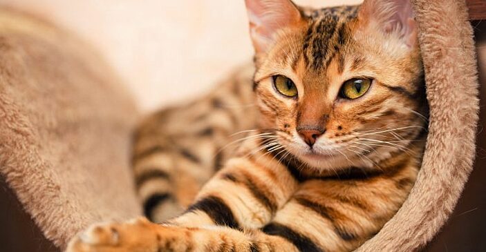 Кот потерялся на 2 года и разбил сердце хозяйки. История со счастливым концом