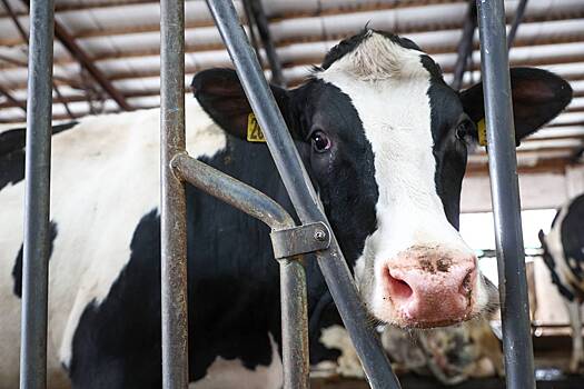 Полицейские задержали перевозившего украденных коров россиянина