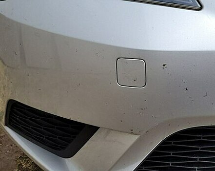 «За комаров — отдельно»: в Калининграде с водителя потребовали доплатить за мойку кузова от насекомых