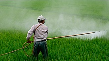 Аэрозоль, мытье и чистка: эксперты объяснили, как защитить себя от пестицидов