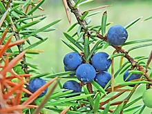 Биолог рассказал, как необычно использовать терн в саду