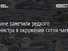 В Гатчине заметили редкого бургомистра в окружении сотни чаек - фото