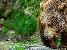 Медведь атаковал машину