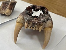 В Приморье иностранец пойдет под суд за контрабанду частей тигра