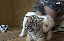 В Приморском зоопарке тигрёнок подружился со щенком алабая