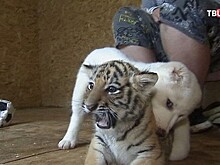 В Приморском зоопарке тигрёнок подружился со щенком алабая