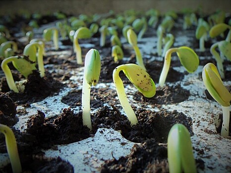 В школе юного садовника изучат «Размножение растений: семенное и вегетативное»