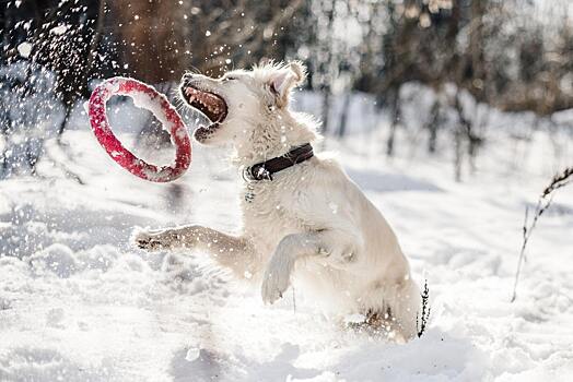 Кинолог предупредил об опасностях для собак в зимний период