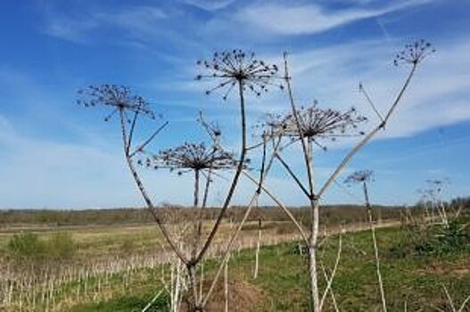 Минсельхозпрод Татарстана: В республике прекратили борьбу с борщевиком