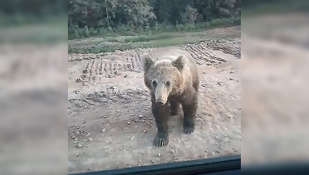 Медведь напал на машину собравшихся покормить его людей. Видео