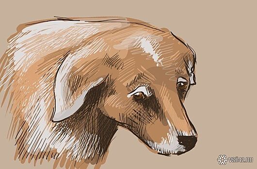 Неизвестные выбросили из машины травмированного пуделя в Ленинске-Кузнецком