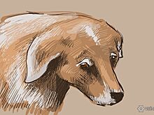 Неизвестные выбросили из машины травмированного пуделя в Ленинске-Кузнецком