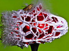 Взрываем… мозг!