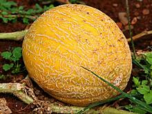 Когда можно поливать дыни соленой водой