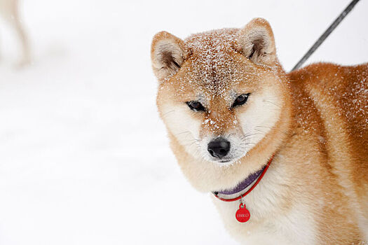 Синоптик заявил, что грядущая зима в России будет холоднее, чем в прошлом году
