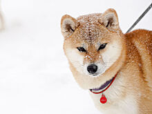Синоптик заявил, что грядущая зима в России будет холоднее, чем в прошлом году